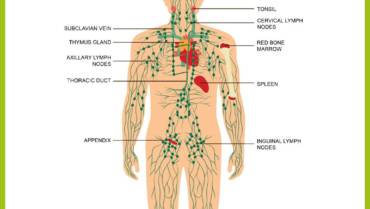 LymFlow – The Immune Detox