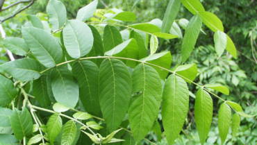 Black Walnut Leaves – The Instant Killer to Intestinal Worms